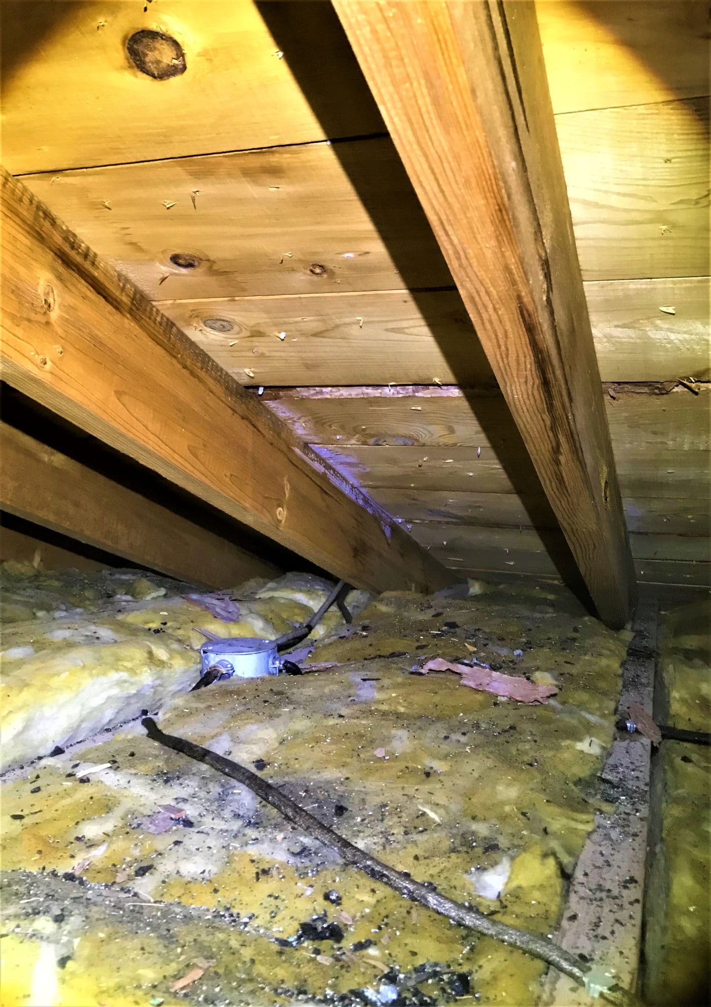  Damaged insulation in an attic