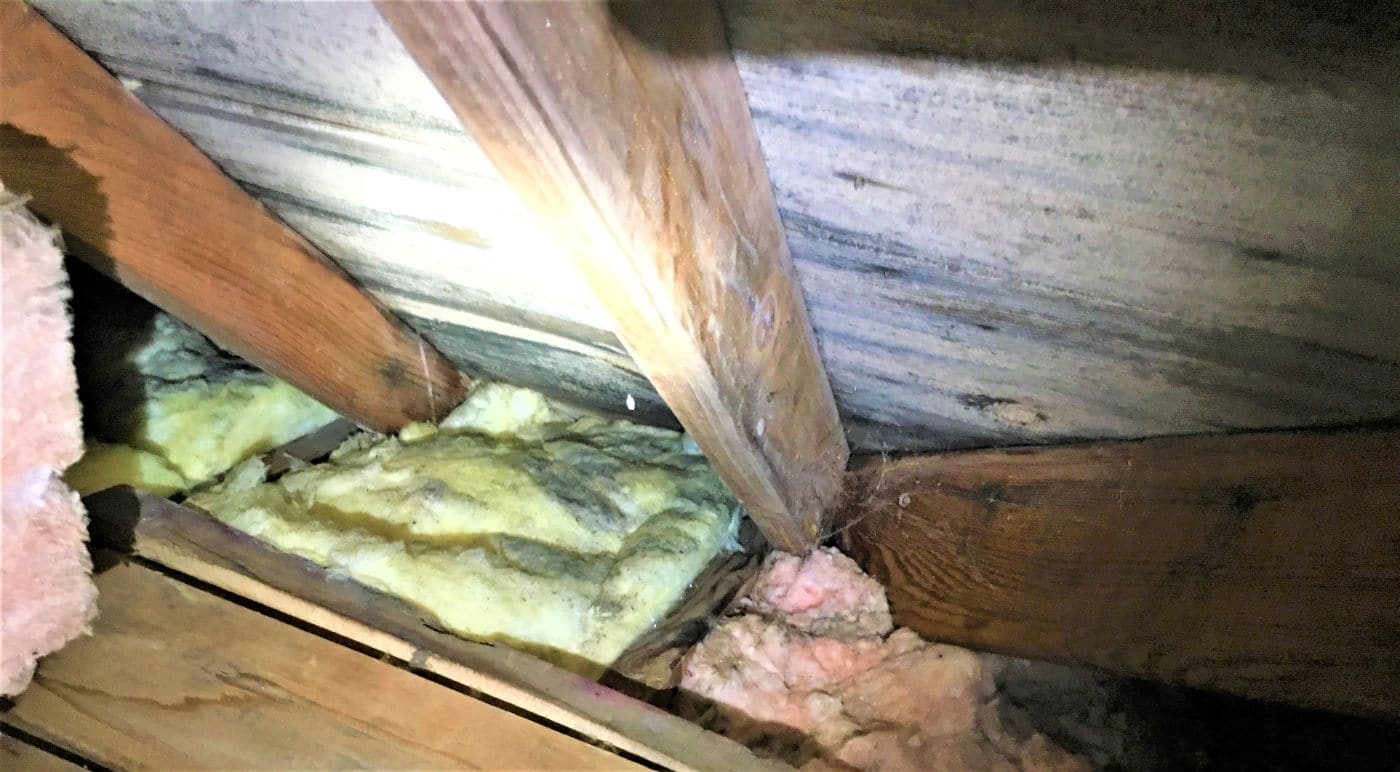 attic mold